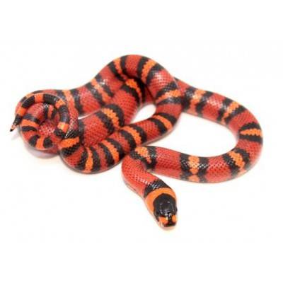 Lampropeltis triangulum hondurensis "Tangerine" - Faux-Corail du Honduras