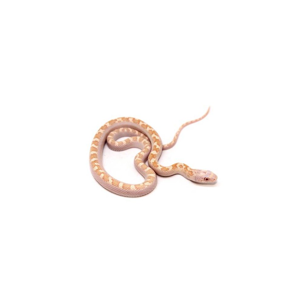 Pantherophis obsoletus obsoletus  "Licorice albinos" - Serpent ratier