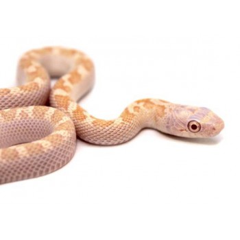 Pantherophis obsoletus obsoletus  "Licorice albinos" - Serpent ratier