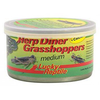 Nourriture pour insectivore Herp Diner Grasshoppers - Lucky Reptile