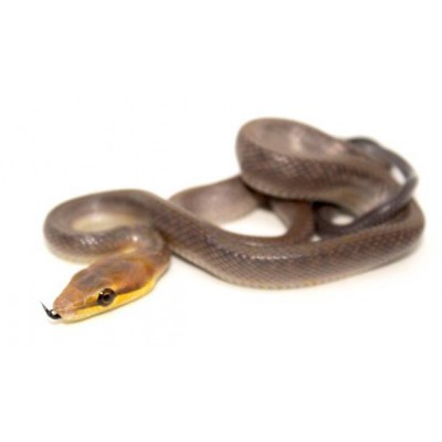 Gonyosoma oxycephalum chamoisée - Serpent ratier à queue rouge