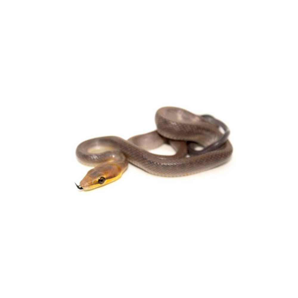 Gonyosoma oxycephalum chamoisée - Serpent ratier à queue rouge