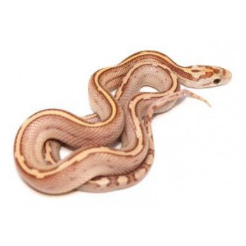 Pantherophis guttatus "Amber Stripe" - Serpent des blés