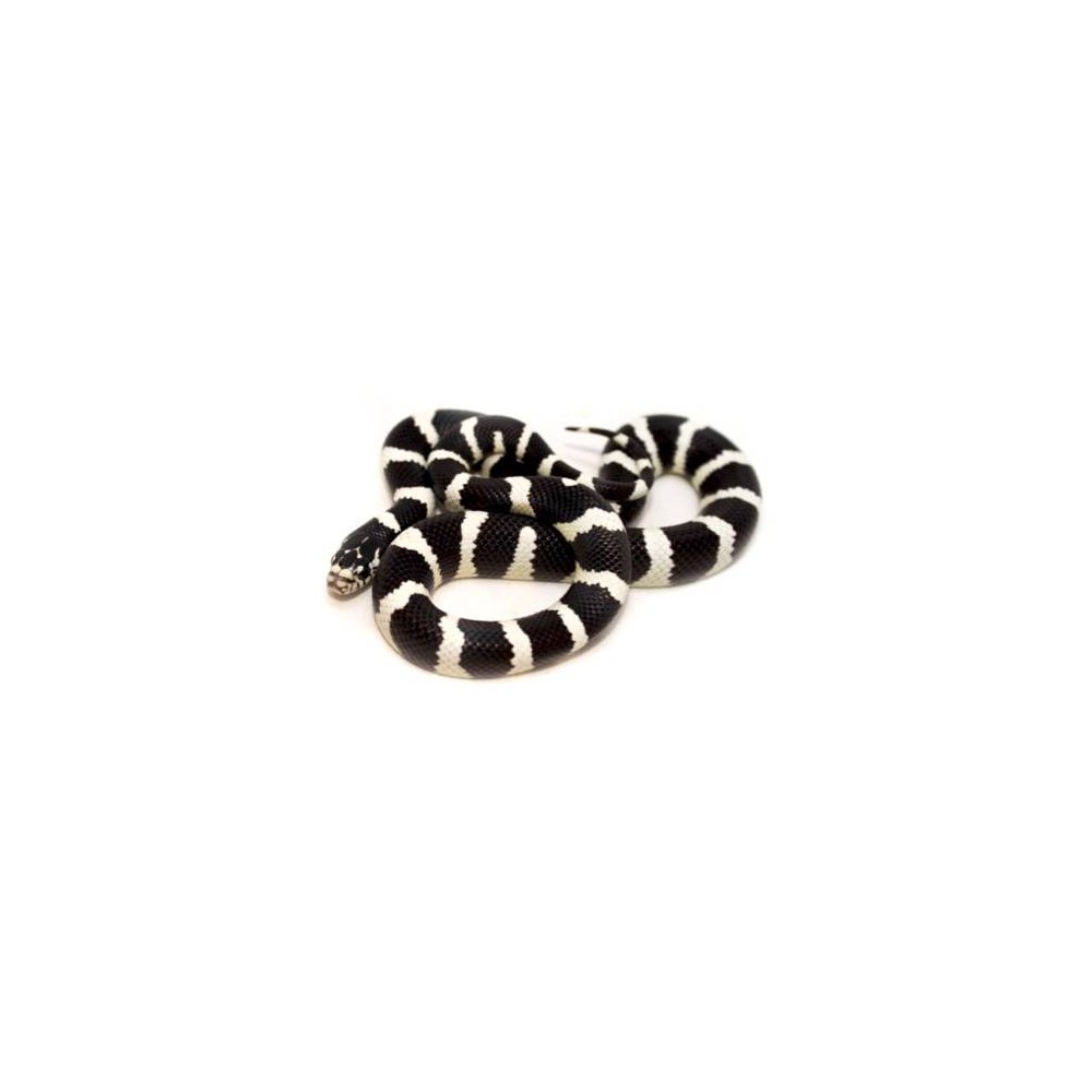 Lampropeltis getulus californiae Désertique - Serpent roi de Californie Lampropeltis getulus californiae Désertique - Serpent roi de Californie