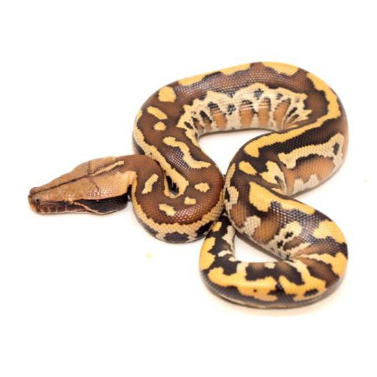 Python brongersmai "Bangka" - Python malais disponibles