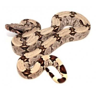 Boa constrictor "Nord Bresil" - Boa constricteur