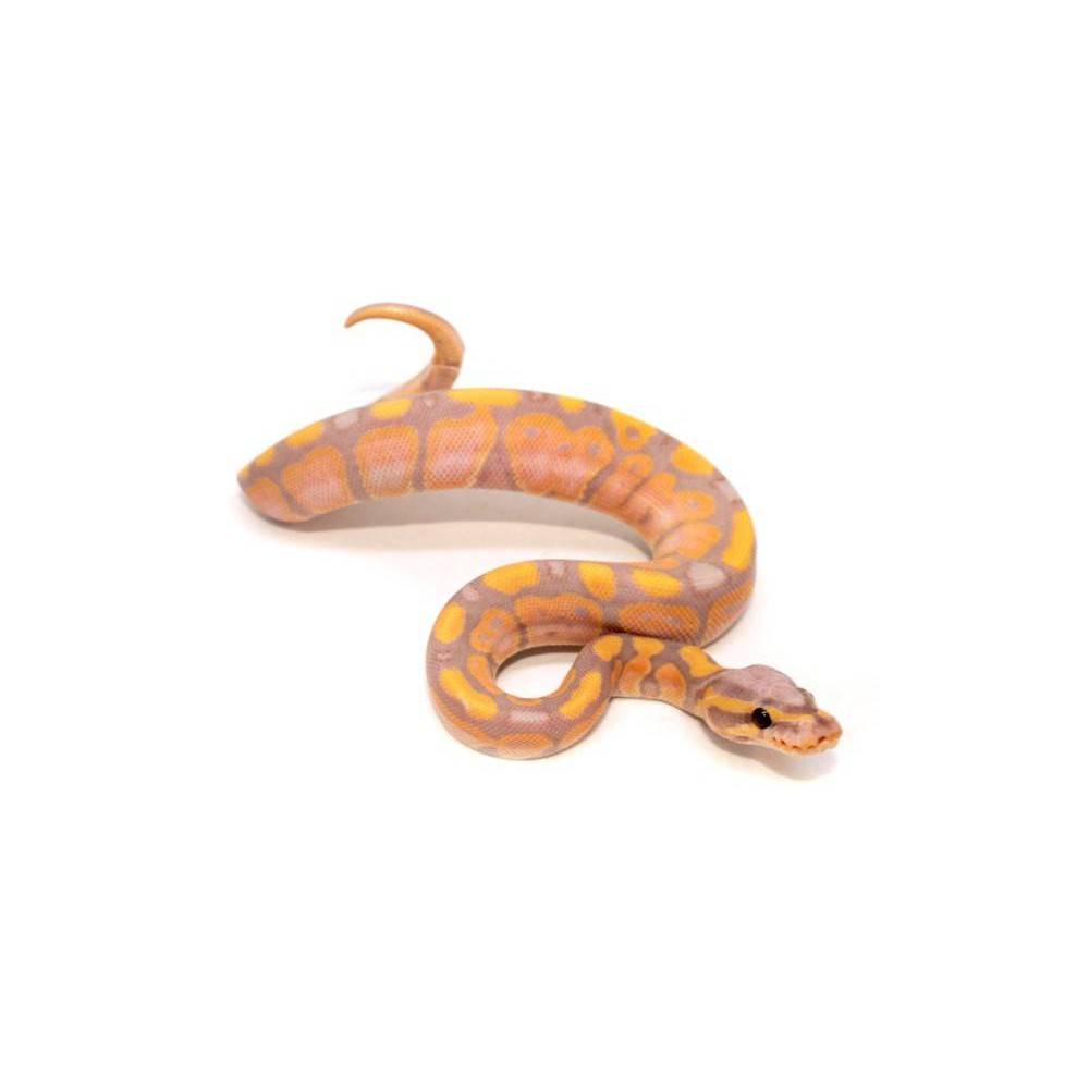 Python regius "Coral Glow" - Python royal