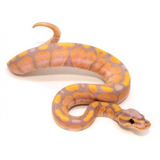 Python royal "Coral Glow" - Python regius disponible