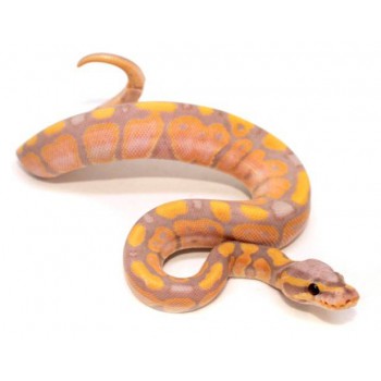 Python regius "Coral Glow" - Python royal