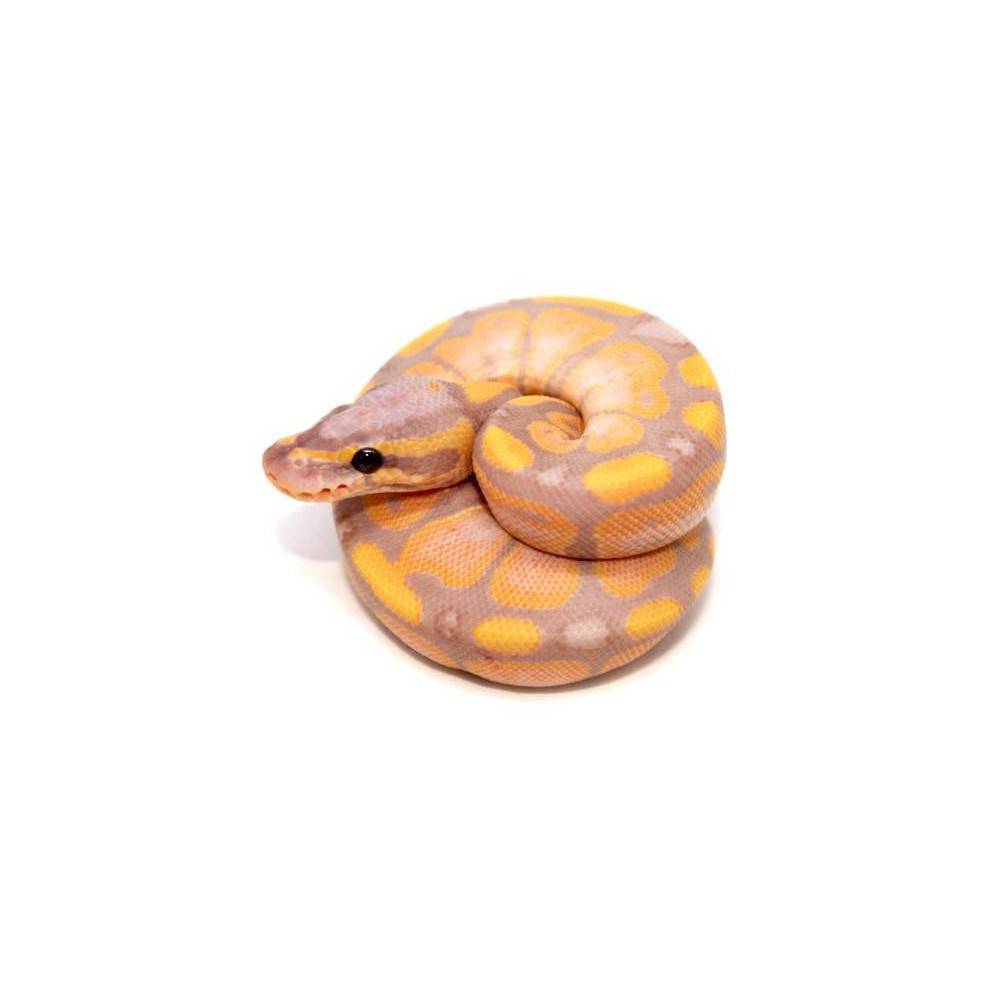 Python royal "Coral Glow" - Python regius disponible