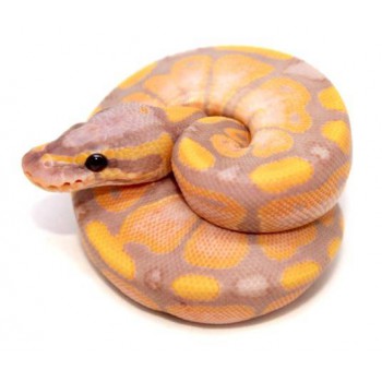 Python regius "Coral Glow" - Python royal