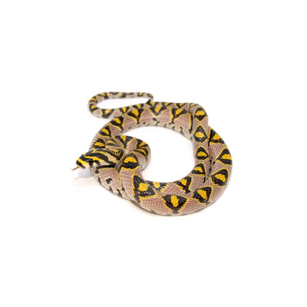 Euprepiophis mandarinus - Couleuvre de jade Euprepiophis mandarinus - Couleuvre de jade