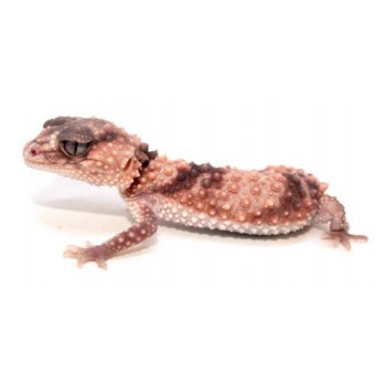 Nephrurus wheeleri cinctus - Gecko à queue bossue annelé