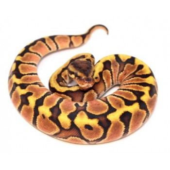 Python regius "Fire hidden gene Woma" - Python royal