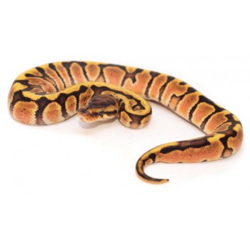 Python regius "Fire hidden gene Woma" - Python royal