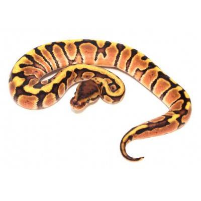 Python regius "Fire hidden gene Woma" - Python royal