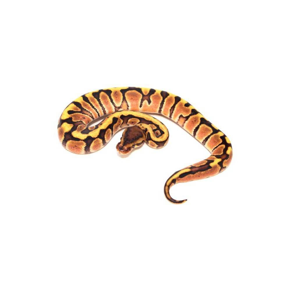 Python regius "Fire hidden gene Woma" - Python royal