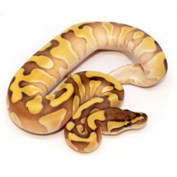 Python regius "Lesser Enchi" - Python royal