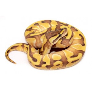 Python regius "Lesser Enchi" - Python royal