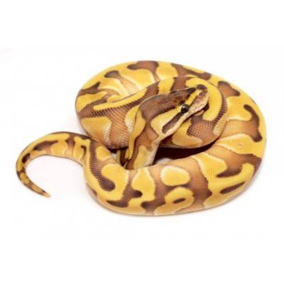 Python regius "Lesser Enchi" - Python royal