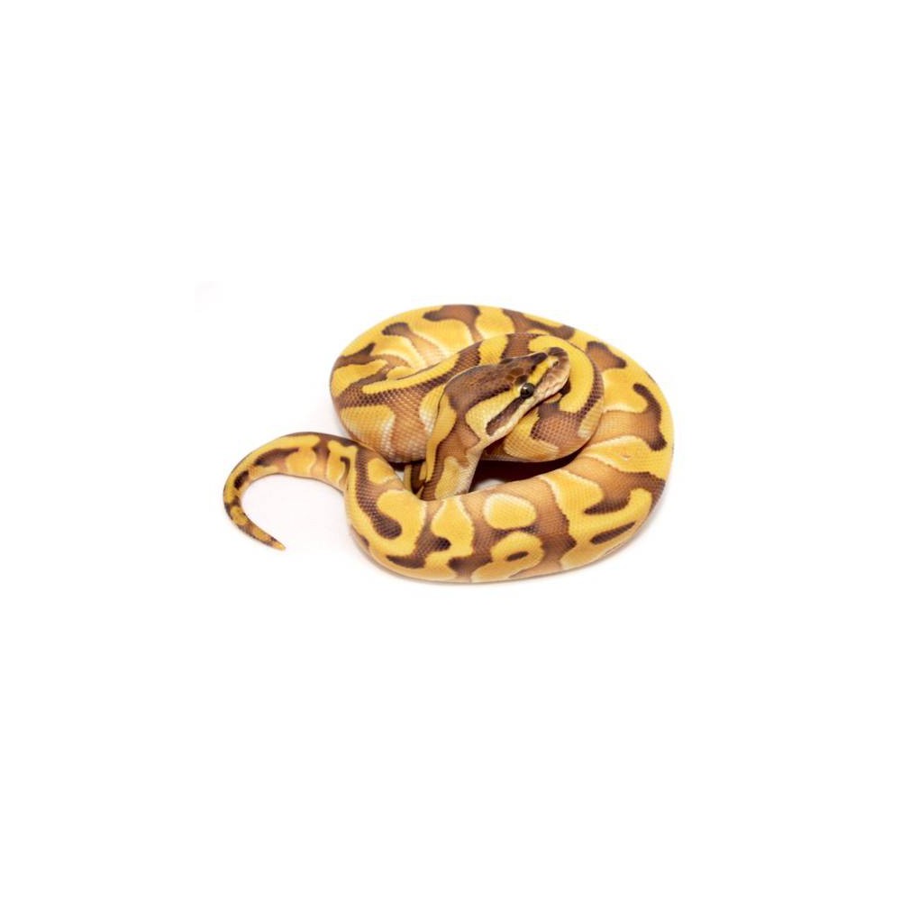 Python regius "Lesser Enchi" - Python royal