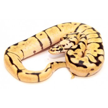 Python regius "Bumblebee" - Python royal