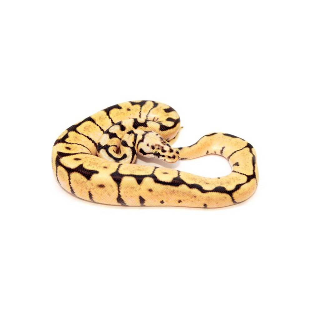 Python regius "Bumblebee" - Python royal