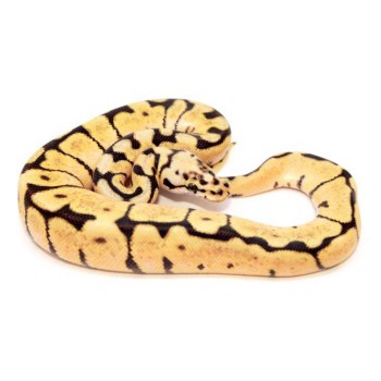 Python regius "Bumblebee" - Python royal