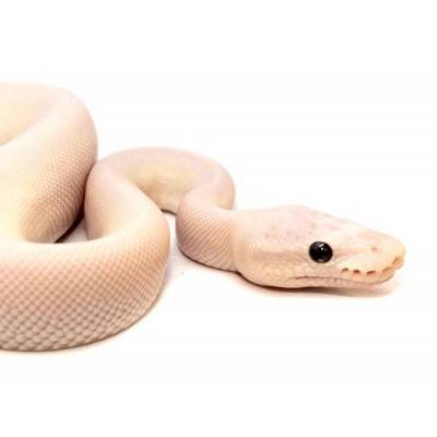 Python regius "Super Mojave Ghost" - Python royal