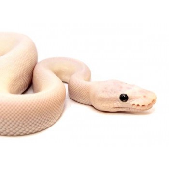 Python regius "Super Mojave Ghost" - Python royal