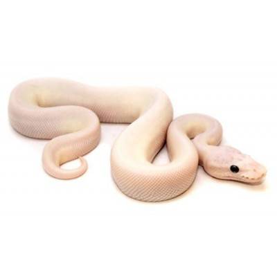 Python regius "Super Mojave Ghost" - Python royal