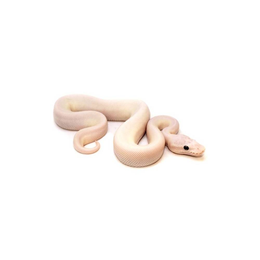 Python regius "Super Mojave Ghost" - Python royal Python regius "Super Mojave Ghost" - Python royal