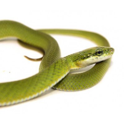 Rhadinophis (Gonyosoma) prasinum - Serpent ratier vert