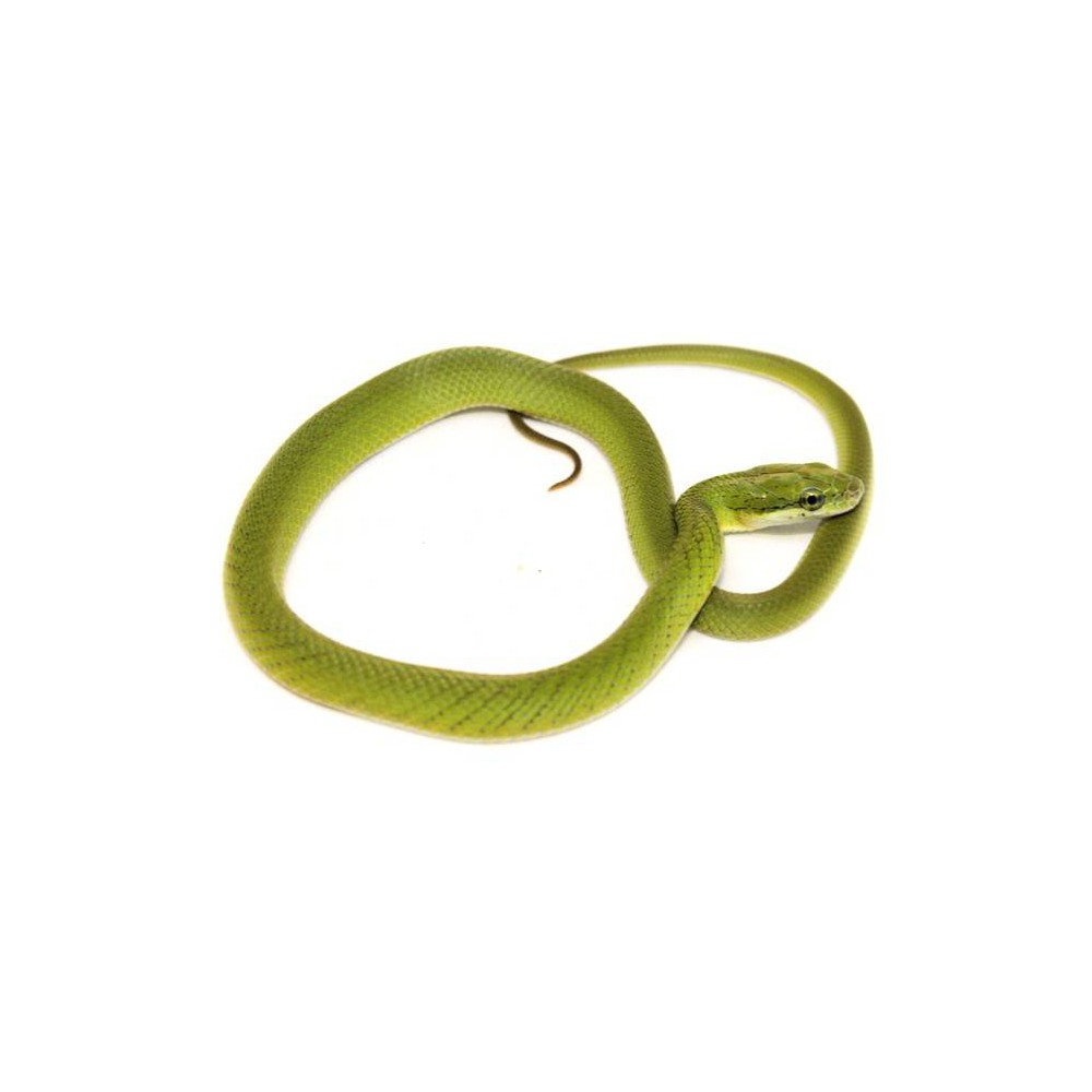 Rhadinophis (Gonyosoma) prasinum - Serpent ratier vert
