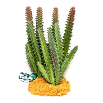 Cactus buisson Terratlantis