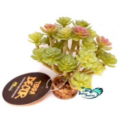 Plante succulente vert clair Terratlantis
