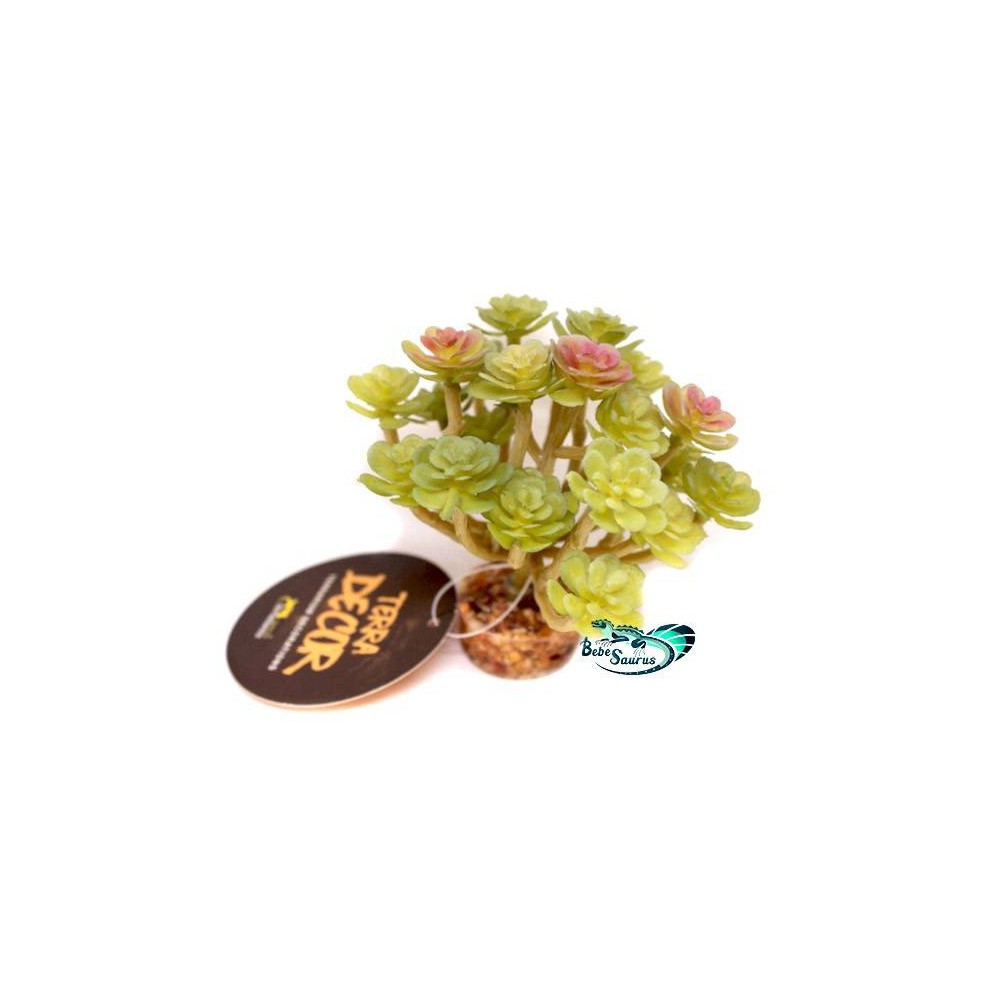 Plante succulente vert clair Terratlantis Plante succulente vert clair Terratlantis