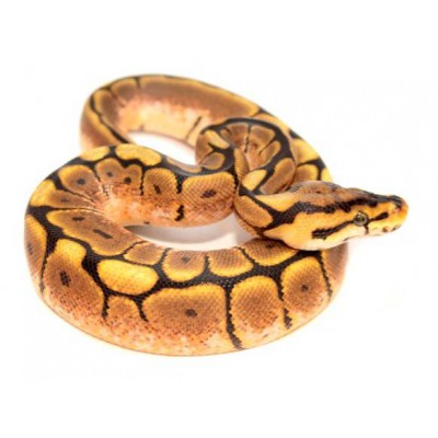 Python regius "Spider" - Python royal