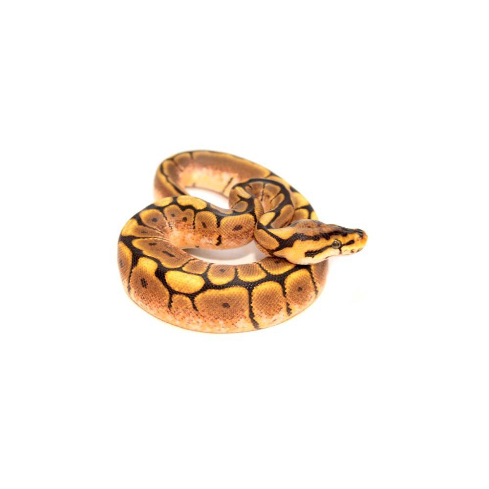 Python regius "Spider" - Python royal