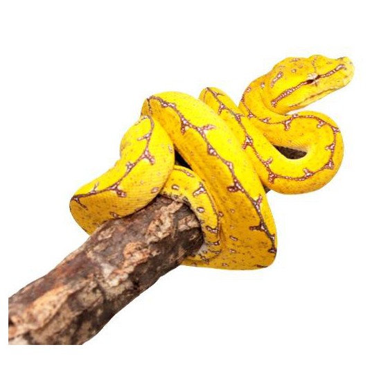 Morelia viridis localité