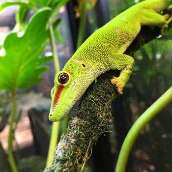 Phelsuma grandis - Gecko géant de Madagascar