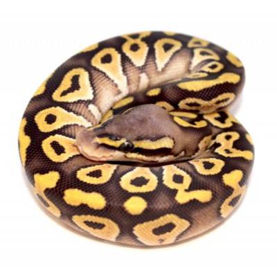 Python regius "Mojave Pastel" - Python royal