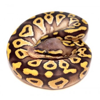 Python regius "Mojave Pastel" - Python royal