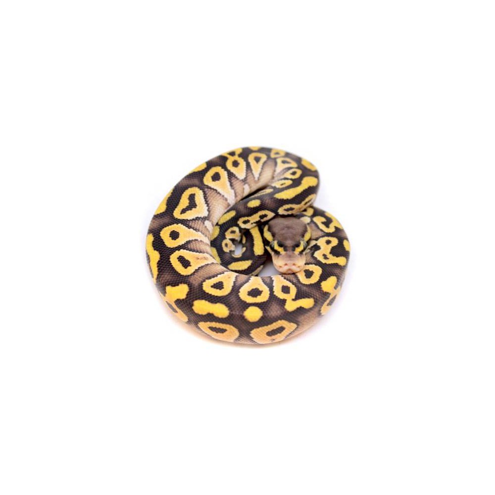 Python regius "Mojave Pastel" - Python royal