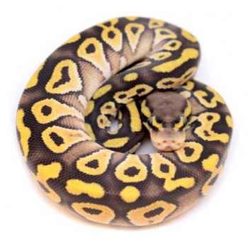 Python regius "Mojave Pastel" - Python royal