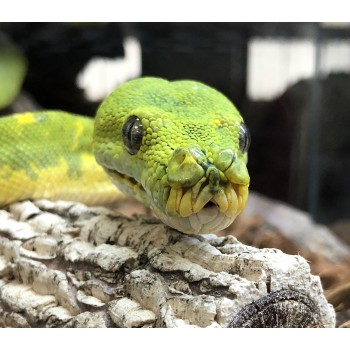 Morelia viridis "Biak" - Python vert