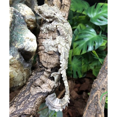 Ptychozoon kuhli - Gecko volant