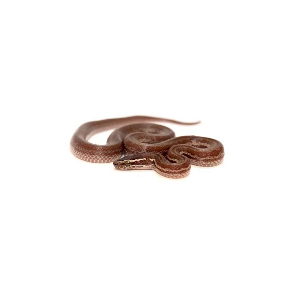 Boaedon (Lamprophis) fuliginosus - Serpent des maisons Boaedon (Lamprophis) fuliginosus - Serpent des maisons