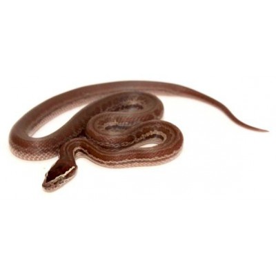 Boaedon (Lamprophis) fuliginosus - Serpent des maisons