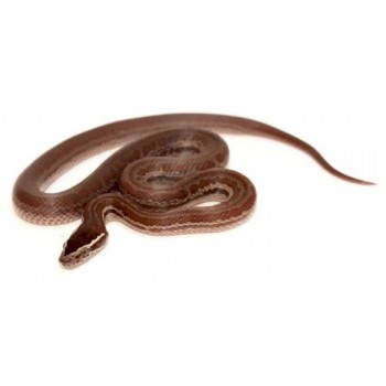 Boaedon (Lamprophis) fuliginosus - Serpent des maisons